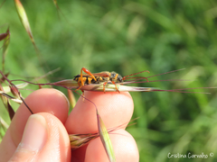 Stenopterus mauritanicus