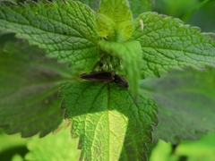 Athous haemorrhoidalis