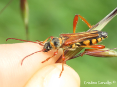 Stenopterus mauritanicus
