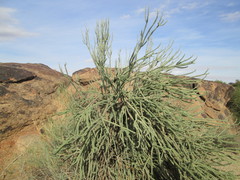 Portulacaria namaquensis