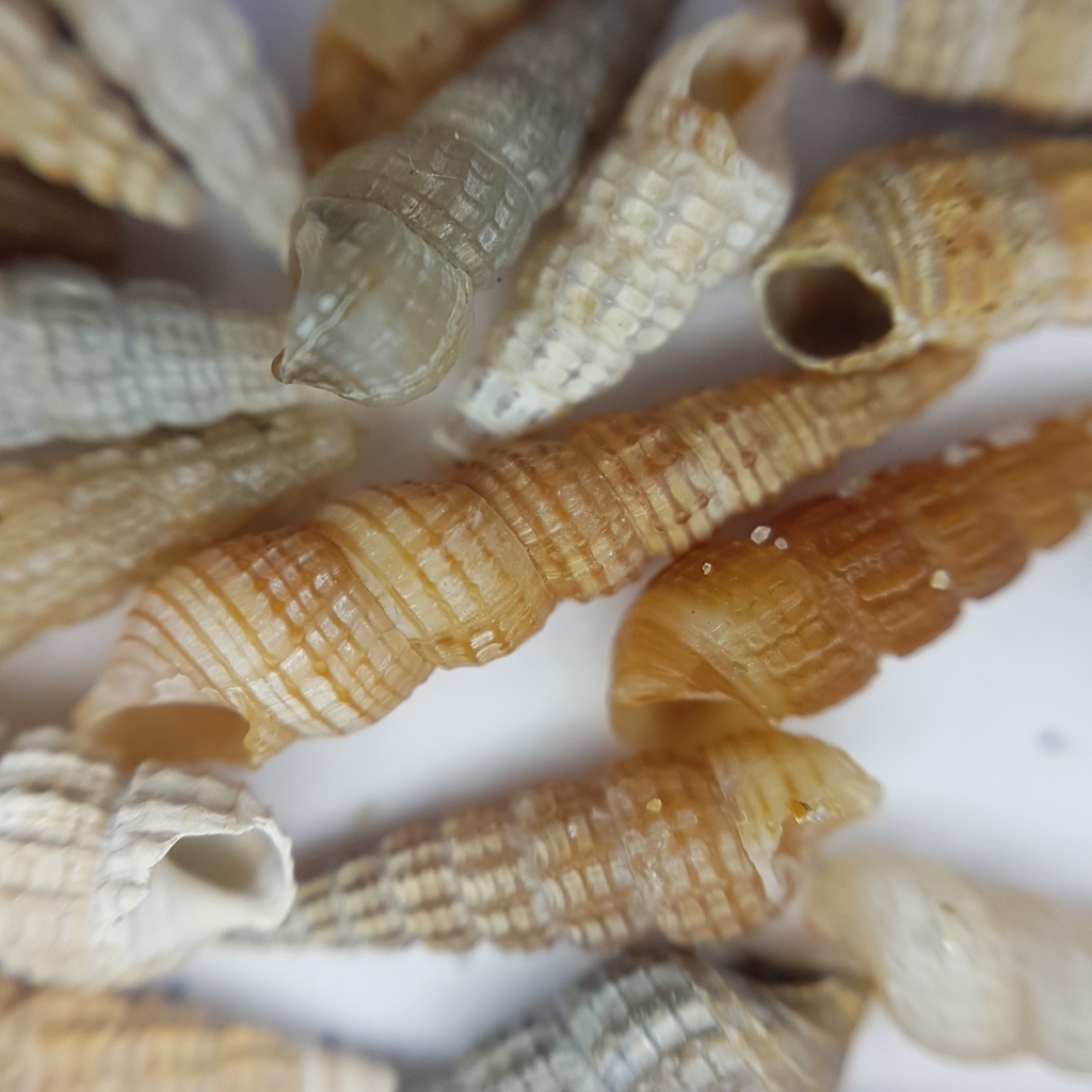 Needle Whelk