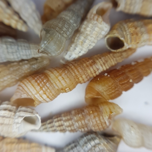 Small Needle-whelk