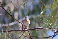 Conopophila albogularis
