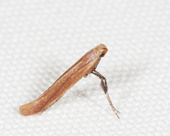 Caloptilia invariabilis