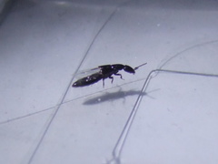 Xantholinini