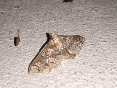 Megastes praxiteles
