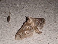 Megastes praxiteles