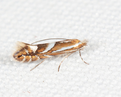Phyllonorycter propinquinella