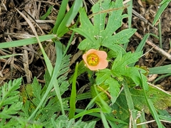 Modiola caroliniana