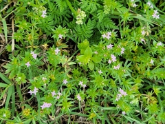 Sherardia arvensis