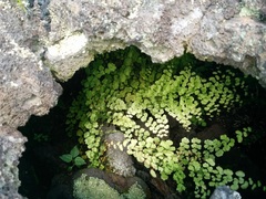 Adiantum concinnum