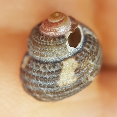 Clanculus cruciatus