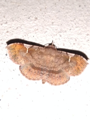 Azeta repugnalis