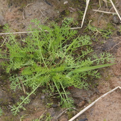 Tripleurospermum inodorum