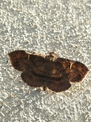 Azeta repugnalis