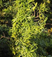 Asparagus volubilis