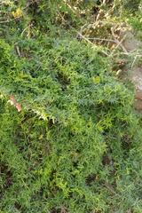 Asparagus volubilis
