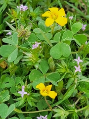Oxalis dillenii