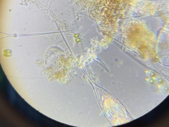 Staurastrum chaetoceras