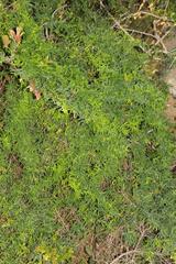Asparagus volubilis