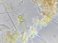 Staurastrum chaetoceras