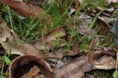 Gonocarpus serpyllifolius