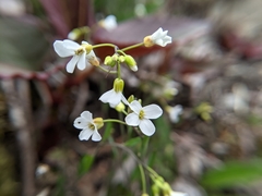 Arabis serrata