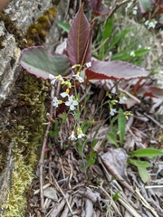 Arabis serrata