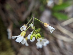 Arabis serrata