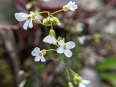 Arabis serrata