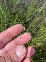 Agrostis elliottiana