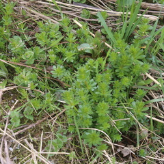 Galium mollugo