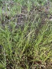 Agrostis elliottiana