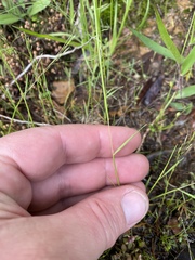Agrostis elliottiana