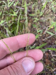 Agrostis elliottiana