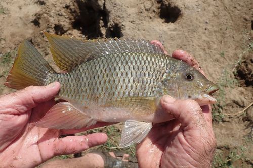 Redbreast Tilapia