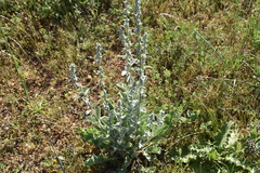 Verbascum undulatum