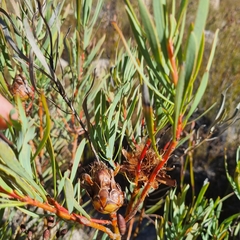 Protea acuminata