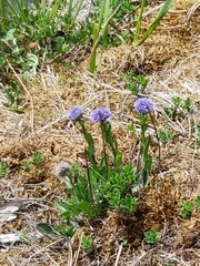 Globularia