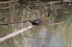 Chrysemys picta
