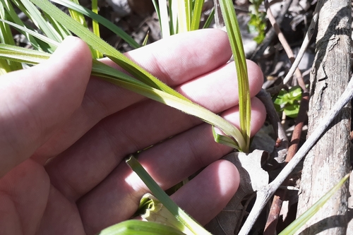 Image of Carex formosa by (c) Quinten Wiegersma, some rights reserved (CC BY)