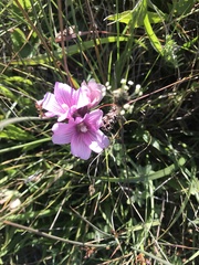 Sidalcea calycosa