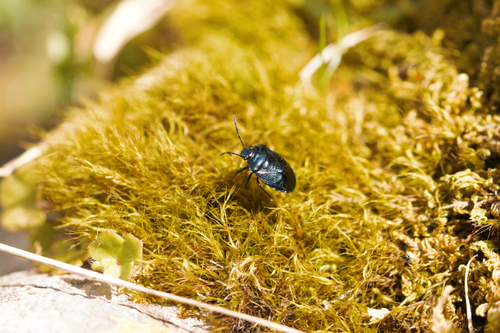 Eurydème bleue