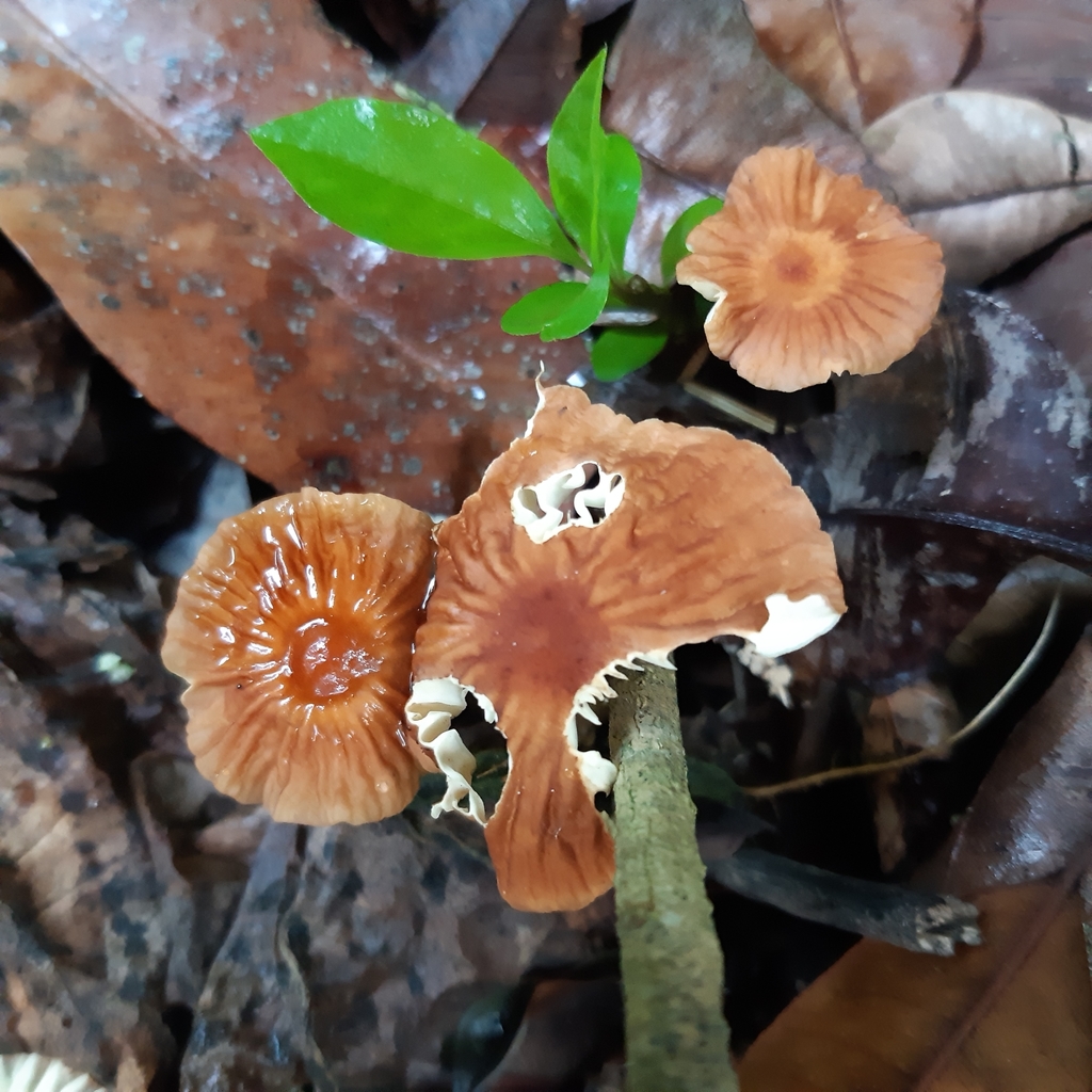 Marasmius perlongispermus