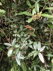 Anastrabe integerrima