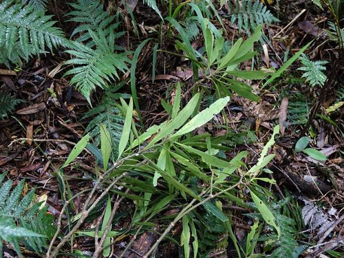 Septobasidiaceae image