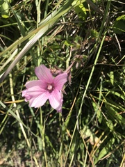Sidalcea calycosa