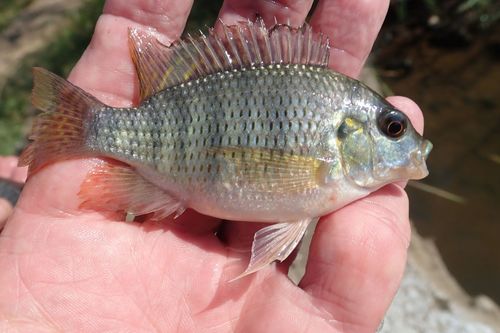 Redbreast tilapia balığı