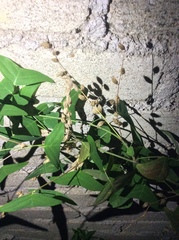 Christia vespertilionis