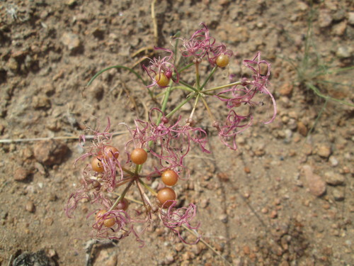 Image of Nerine gaberonensis by (c) Nolan Exe, some rights reserved (CC BY)